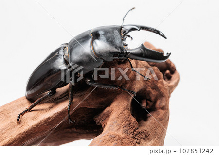 スマトラオオヒラタクワガタ スマトラオオヒラタクワガタ 102851242
