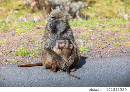 Chacma baboon, Papio ursinus. Bale mountain, Ethiopia wildlife animal 102851580