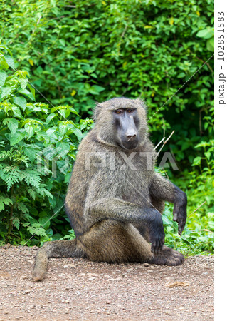 Chacma baboon, Papio ursinus. Monkeys in Arba Minch, Ethiopia wildlife animal 102851583