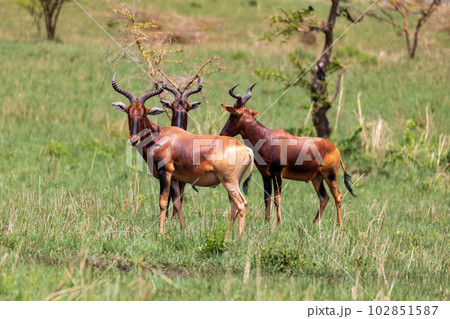 Swayne's Hartebeest, Alcelaphus buselaphus swaynei antelope, Senkelle Sanctuary Ethiopia wildlife 102851587