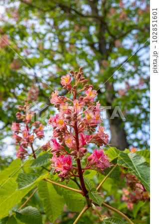 Vibrant red flowering tree in full bloom during spring, standing tall and proud in a beautiful park. Vibrant red flowering tree in full bloom during spring, standing tall and proud in a beautiful park. 102851601