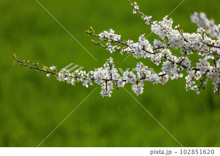 Prunus spinosa in bloom on a green meadow in spring 102851620