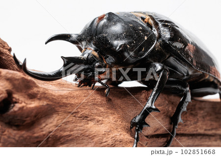 マルスゾウカブト マルスゾウカブト 102851668