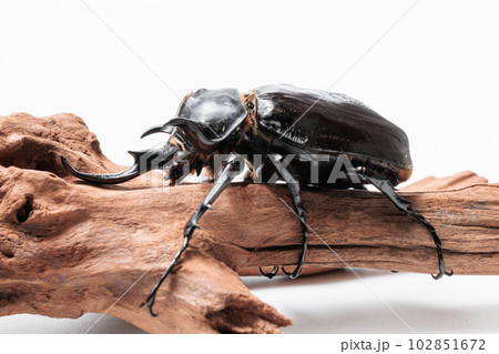 マルスゾウカブト 102851672