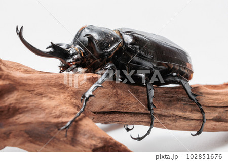 マルスゾウカブト 102851676