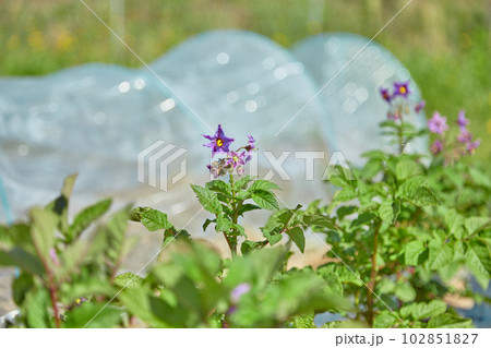 じゃがいもの花　デストロイヤー　野菜 102851827