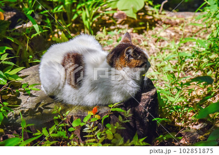 木陰の切り株で香箱座りしている猫【白黒色】暑い日 102851875