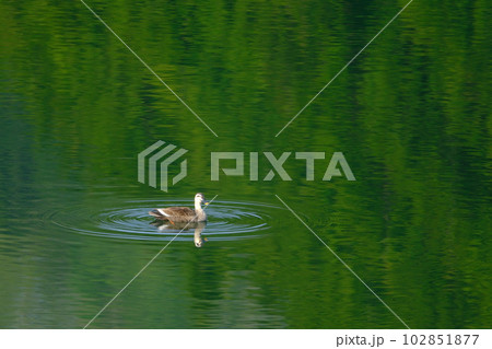水に映る新緑とカルガモ 102851877