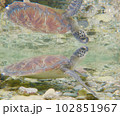 潮だまりの海亀 102851967