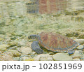 潮だまりの海亀 102851969