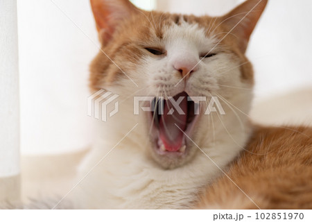 欠伸をする猫 茶トラ白 欠伸をする猫 茶トラ白 102851970