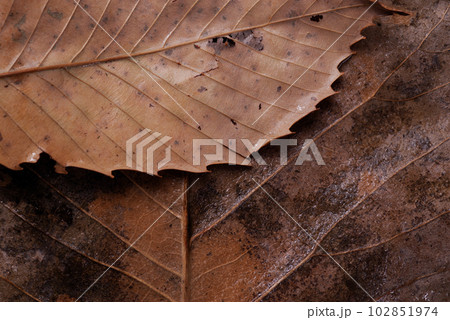 枯れた葉の葉脈 102851974