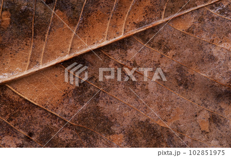 落ち葉の葉脈 102851975