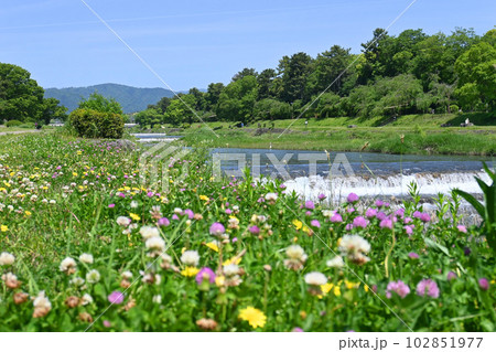 野草の花咲く5月の京都市賀茂川の風景 102851977