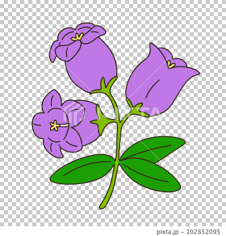 Campanula 102852095