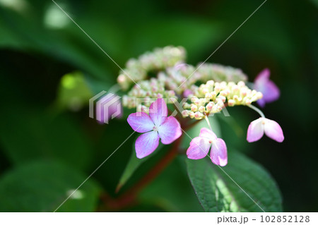 アマチャ(甘茶)の花 アマチャ(甘茶)の花 102852128