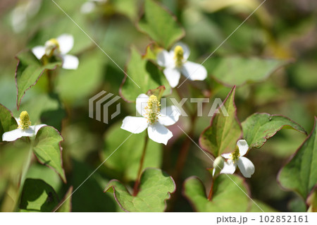 薬用植物・ドクダミ 薬用植物・ドクダミ 102852161