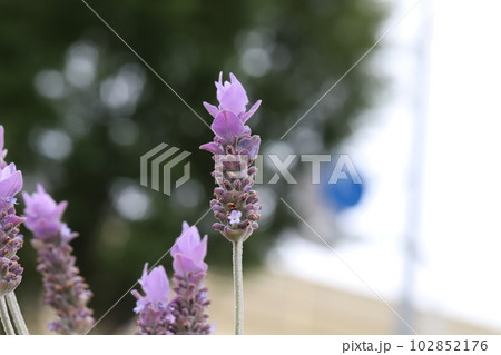 春の庭に咲く紫色のラベンダーの花 春の庭に咲く紫色のラベンダーの花 102852176