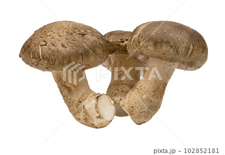 Shiitake mushrooms isolated. Shiitake mushrooms isolated. 102852181