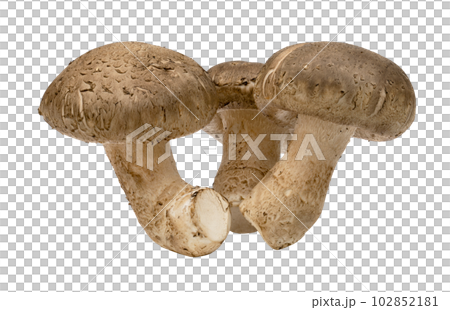 Shiitake mushrooms isolated. Shiitake mushrooms isolated. 102852181