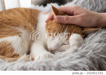 猫を撫でる 茶トラ白 猫を撫でる 茶トラ白 102852191