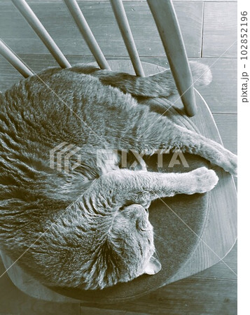 イスでまるくなっておひるねする猫 イスでまるくなっておひるねする猫 102852196