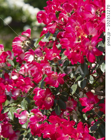 赤色の鮮やかな薔薇の花『カクテル』 赤色の鮮やかな薔薇の花『カクテル』 102852270