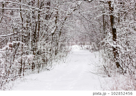 Beautiful winter forest with a beaten path 102852456