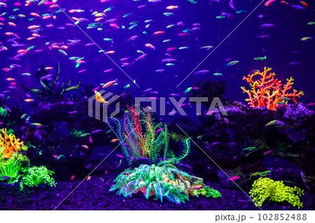 danio rerio fish and neon corals 102852488