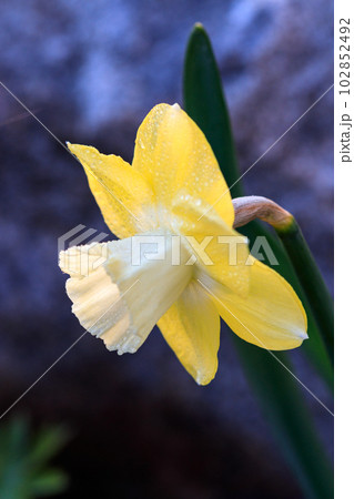 beautiful summer Cyclameniform daffodils - Cyclamineus 102852492