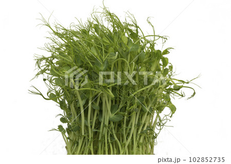 Close-up of peas microgreens with seeds and roots 102852735