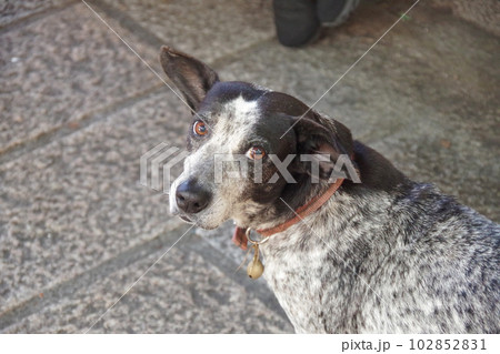 台湾の街中にいる野良犬 102852831