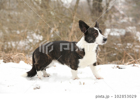 Nice welsh corgi cardigan in the snow 102853029