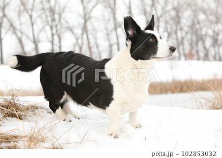 Nice welsh corgi cardigan in the snow Nice welsh corgi cardigan in the snow 102853032