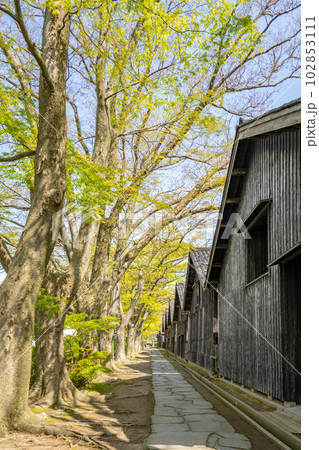 山居倉庫の欅並木 米どころ庄内のシンボル 山居倉庫の欅並木 米どころ庄内のシンボル 102853111