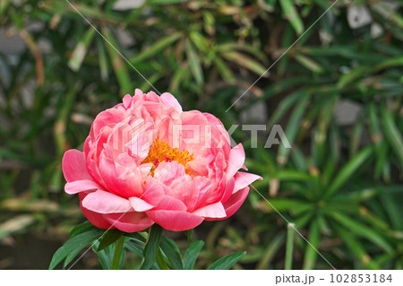 赤いシャクヤクの大きな花（春、四月） 102853184