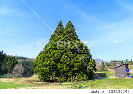 「山形県」青空に映えるトトロの木 102853345