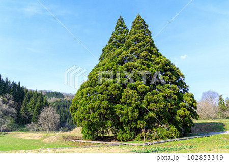「山形県」青空に映えるトトロの木 「山形県」青空に映えるトトロの木 102853349