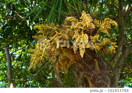 黄色いシュロの雄花（春、四月） 102853788