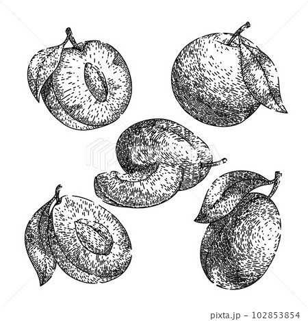 plum fruit food set sketch hand drawn vector 102853854