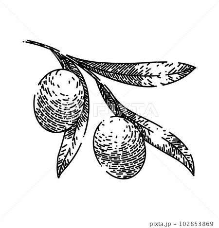 oline organic food sketch hand drawn vector oline organic food sketch hand drawn vector 102853869