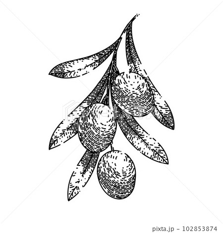 oline natural food sketch hand drawn vector oline natural food sketch hand drawn vector 102853874