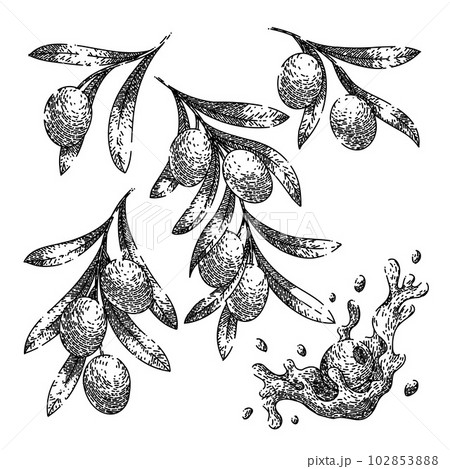 oline oil food set sketch hand drawn vector 102853888