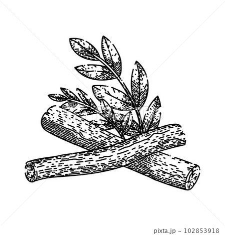 licorice natural aromatic sketch hand drawn vector 102853918