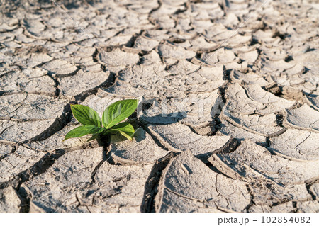 Green newborn sprout on chapped soil Green newborn sprout on chapped soil 102854082