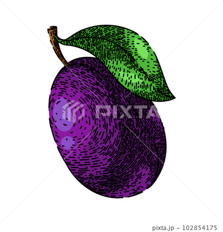 plum fruit sweet food sketch hand drawn vector 102854175