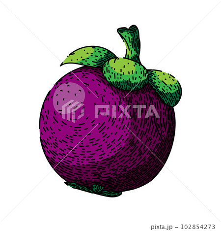 mangosteen purple fruit sketch hand drawn vector mangosteen purple fruit sketch hand drawn vector 102854273