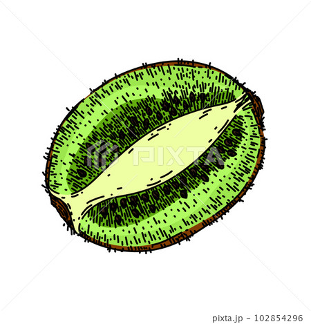 kiwi food fruit sketch hand drawn vector 102854296