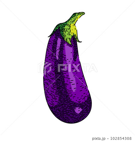 Download premium image of Hand drawn eggplant illustration about eggplant,  color pencils, illustration, e… | Color pencil art, Prismacolor art, Color  pencil drawing