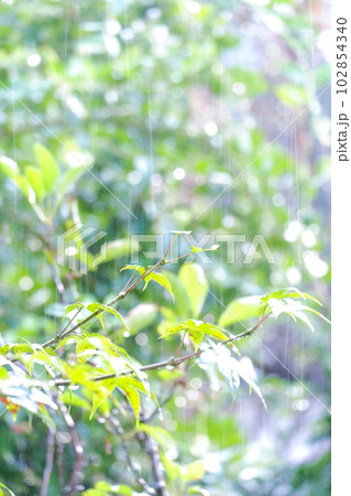 雨の日の緑の木 102854340